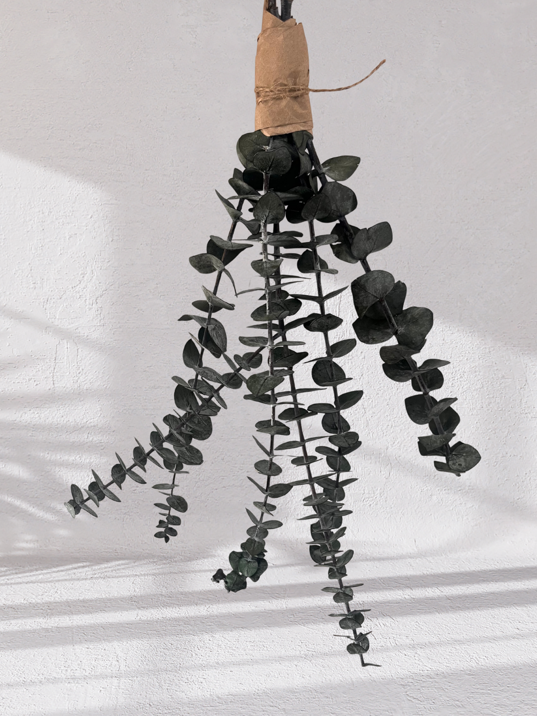 Mini Eucalyptus Bundle