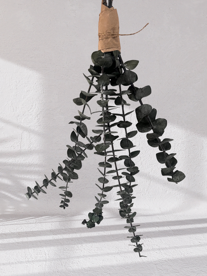 Mini Eucalyptus Bundle