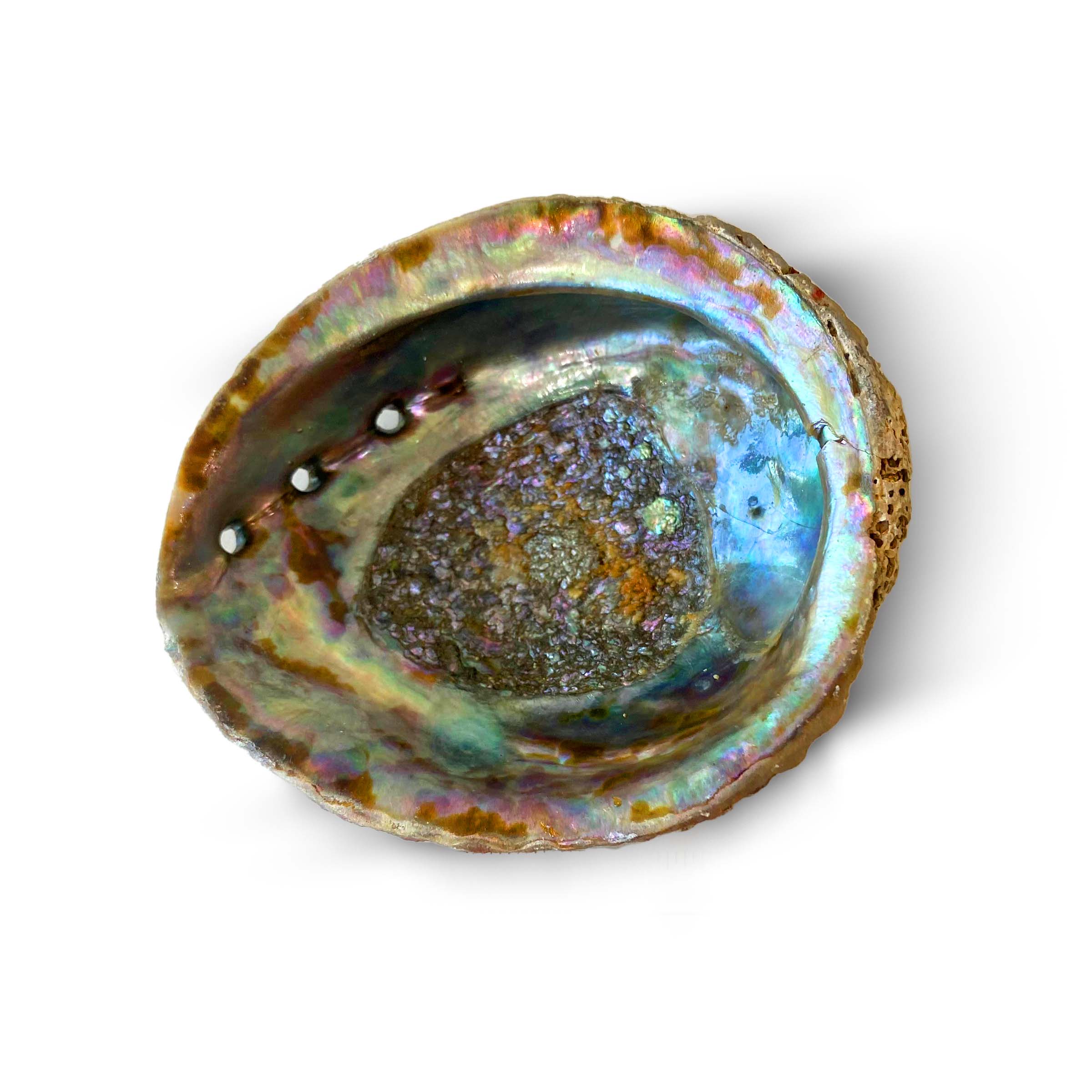 Abalone Shell Smudge Bowls (Medium)